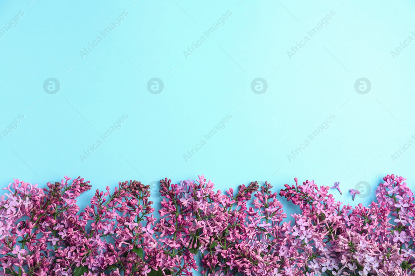 Photo of Blossoming lilac flowers on color background, top view. Space for text