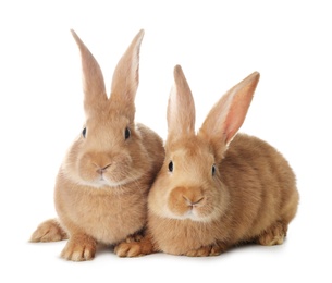 Photo of Cute bunnies isolated on white. Easter symbol