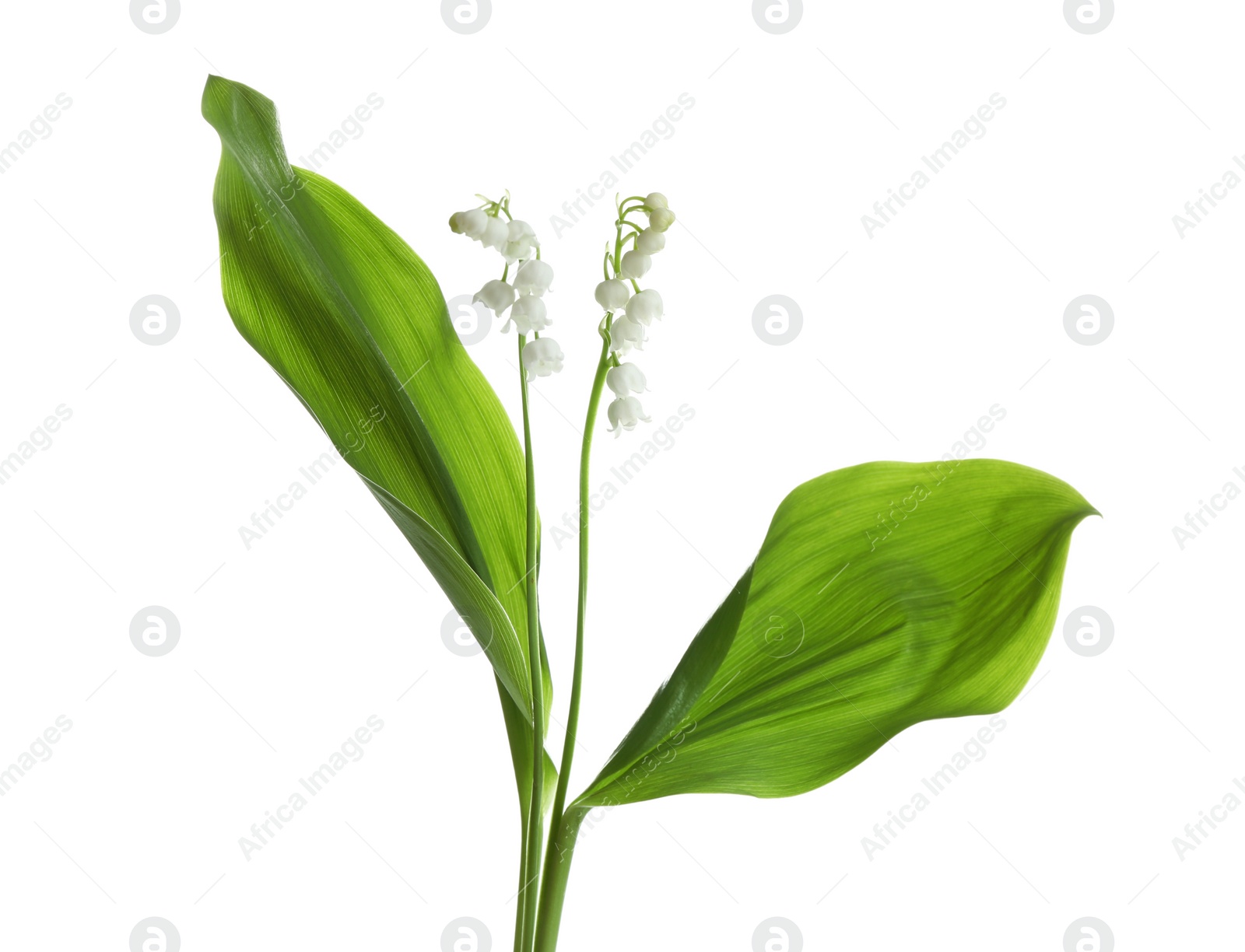 Photo of Beautiful fragrant lily of the valley flowers on white background