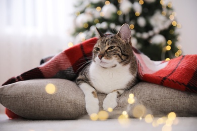 Photo of Cute cat covered with plaid in room decorated for Christmas