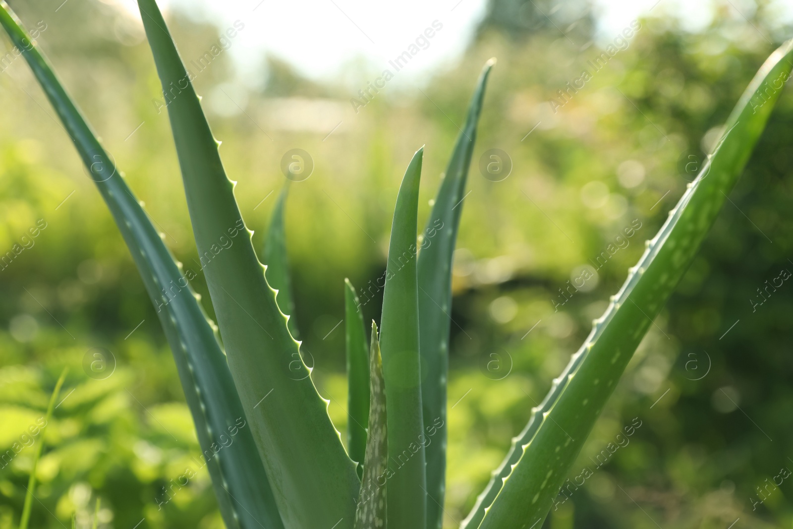 Photo of Closeup view of beautiful aloe vera plant outdoors on sunny day