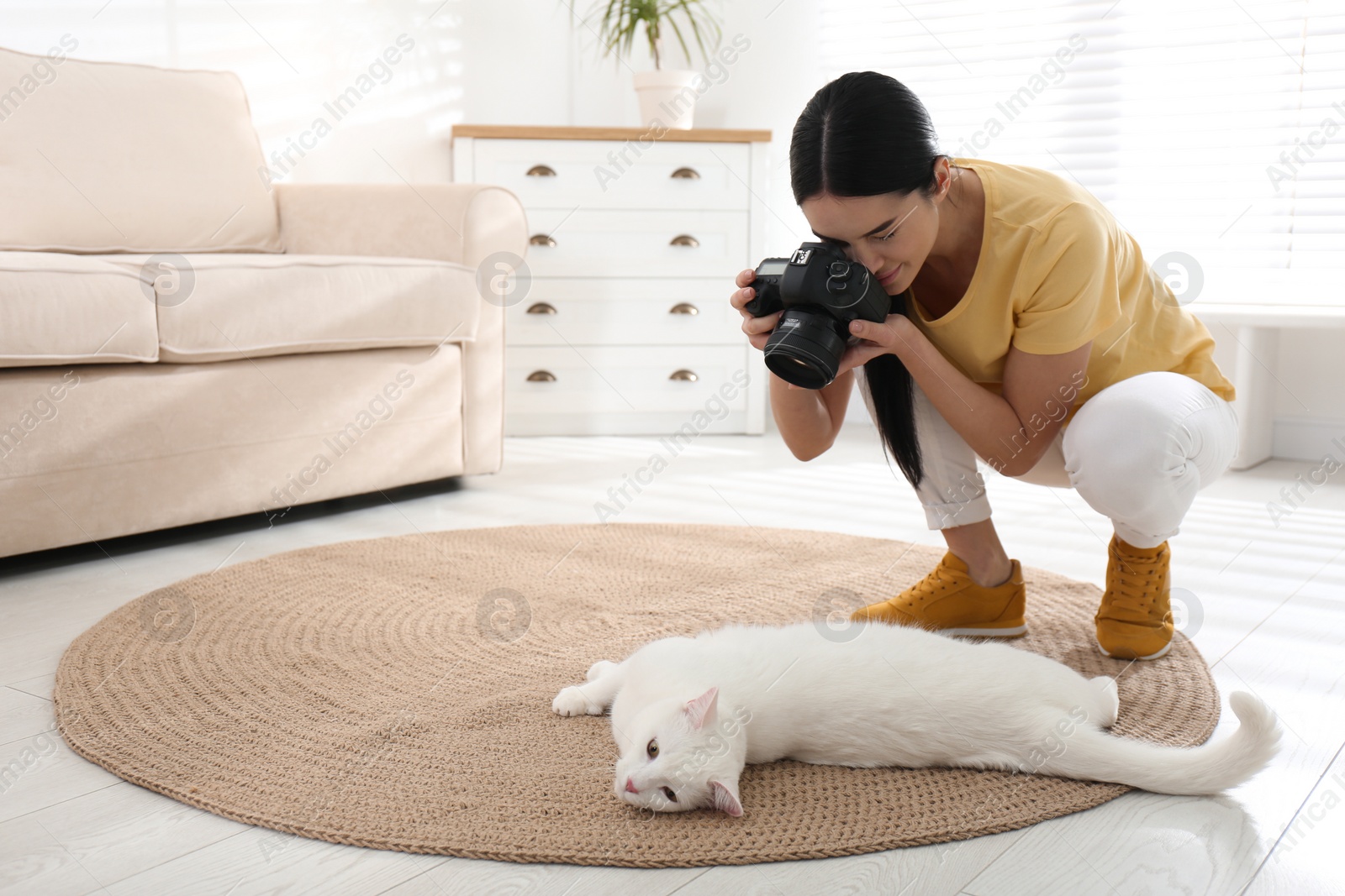 Photo of Professional animal photographer taking picture of beautiful white cat indoors