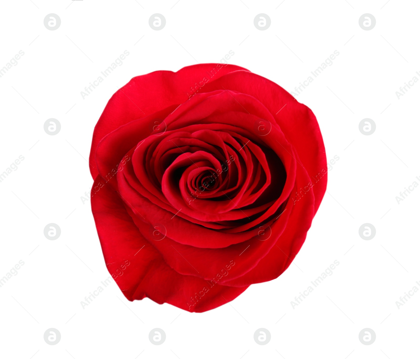 Photo of Beautiful red rose on white background, top view. Perfect gift