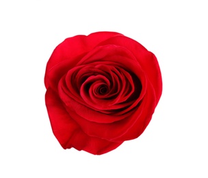 Photo of Beautiful red rose on white background, top view. Perfect gift