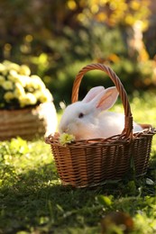 Photo of Cute white rabbit in wicker basket on grass outdoors