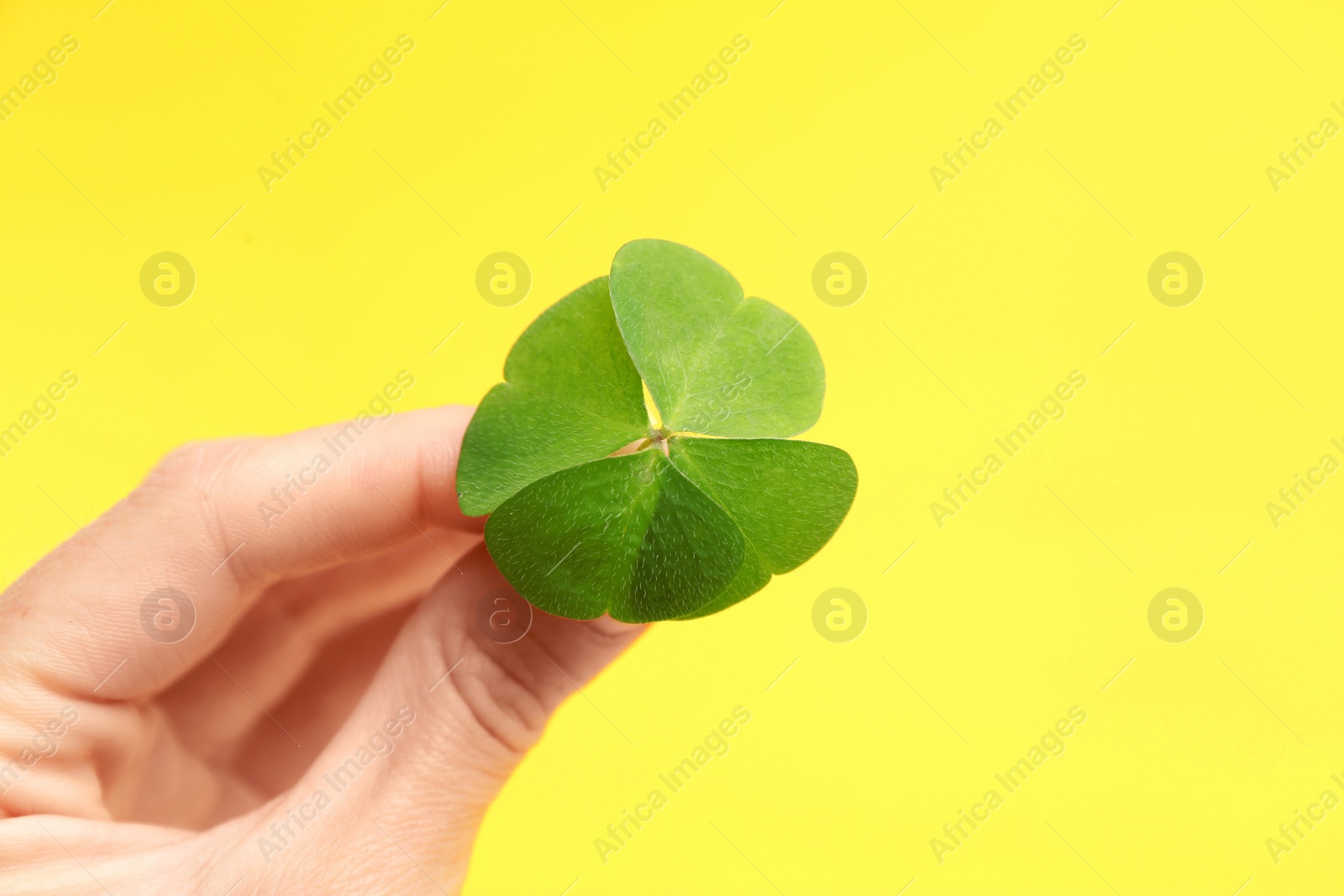 Photo of Woman holding beautiful green four leaf clover on yellow background, closeup