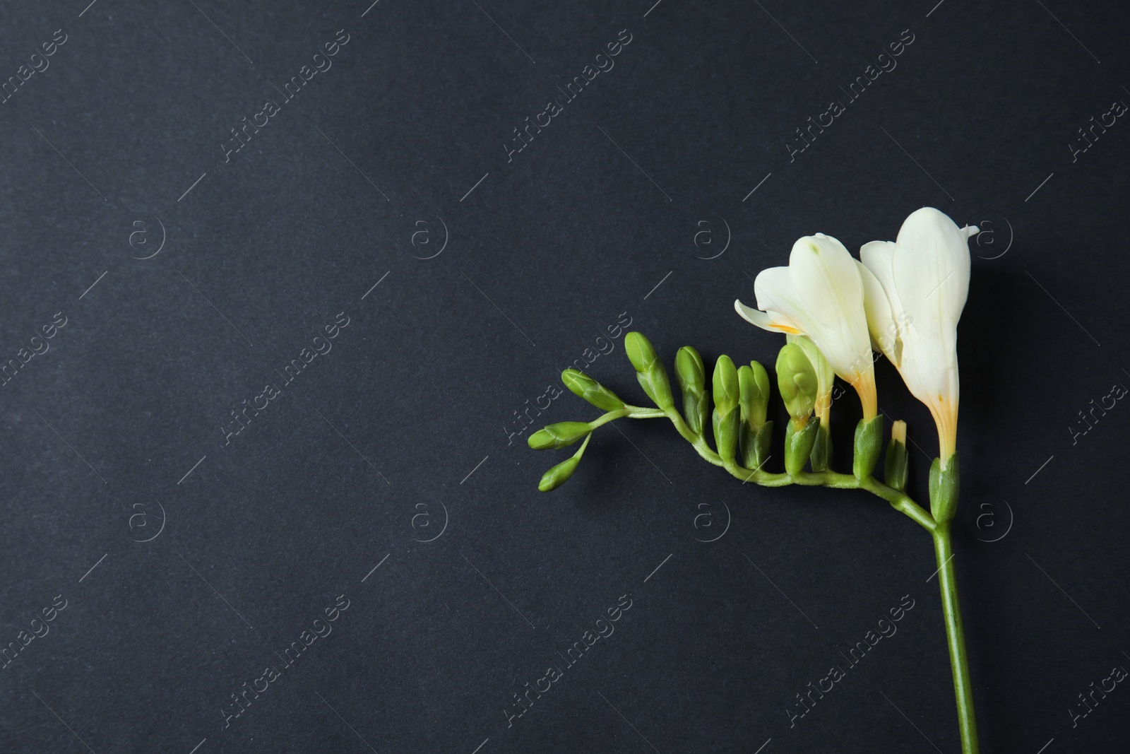 Photo of Beautiful freesia with fragrant flowers on dark background, top view. Space for text