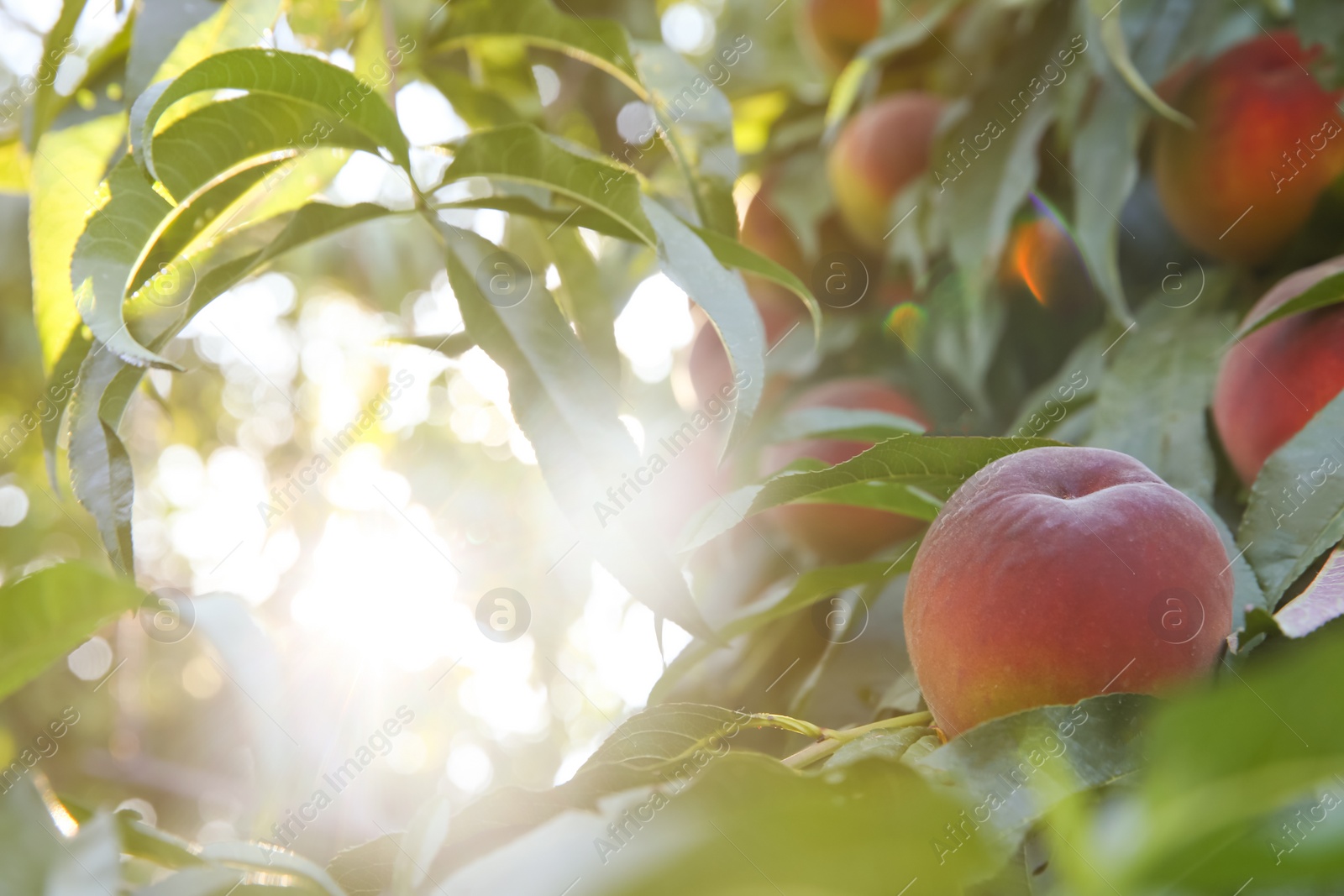 Photo of Ripe peaches on tree branch in garden. Space for text