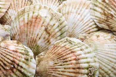Photo of Fresh raw scallops in shells as background, top view