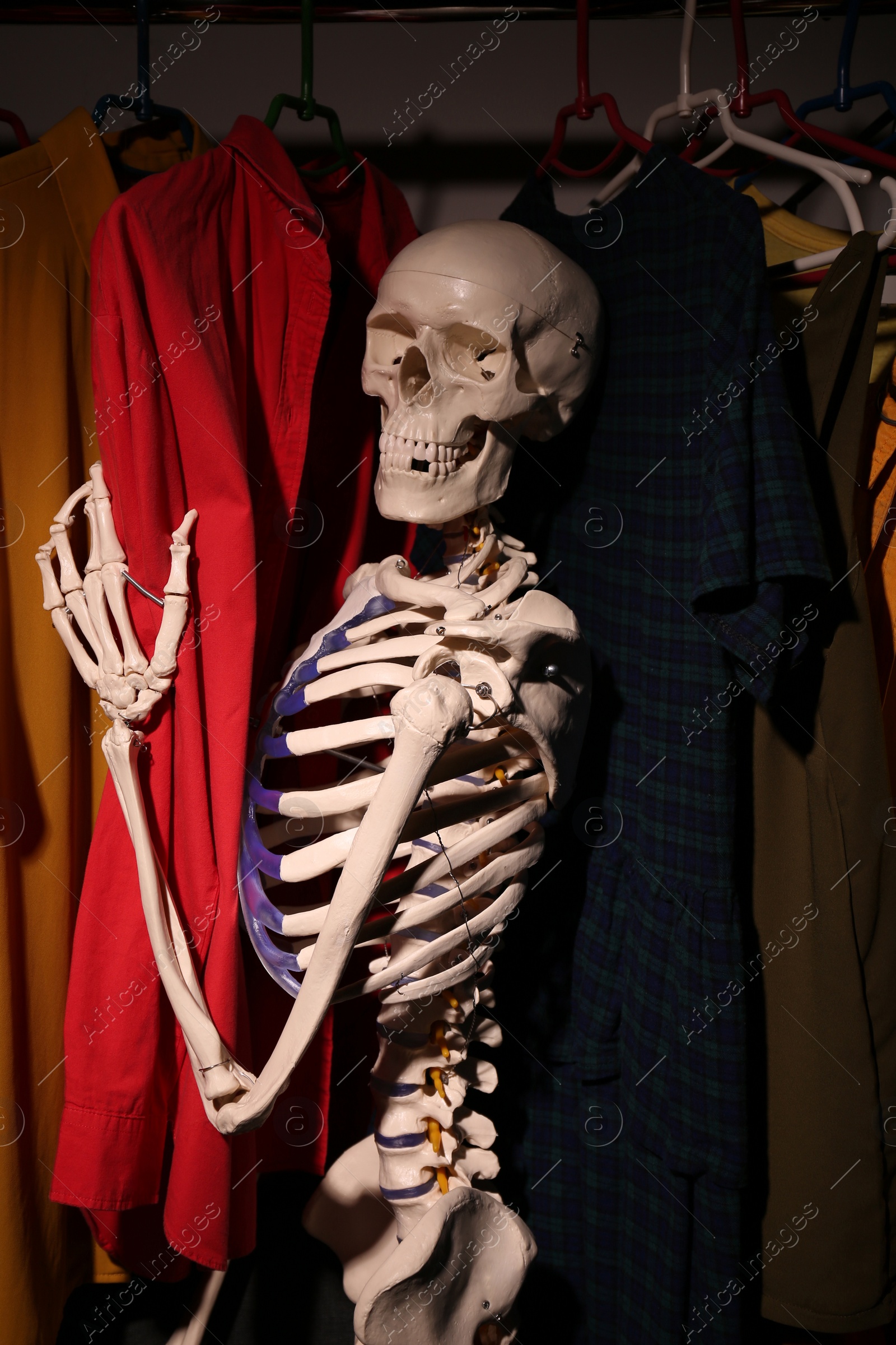 Photo of Artificial human skeleton model among clothes in wardrobe