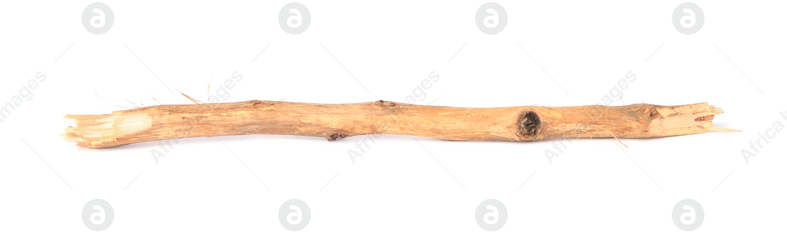 Photo of Old dry tree twig isolated on white