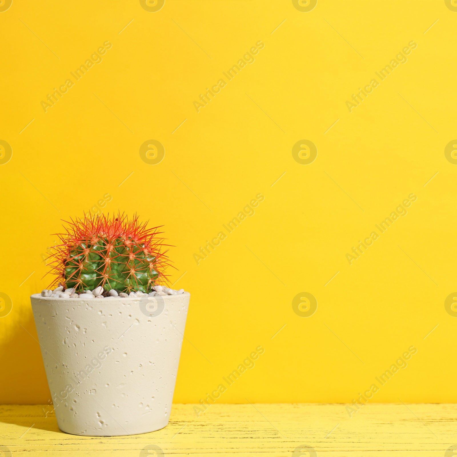 Photo of Beautiful cactus on table against color background