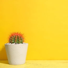 Photo of Beautiful cactus on table against color background