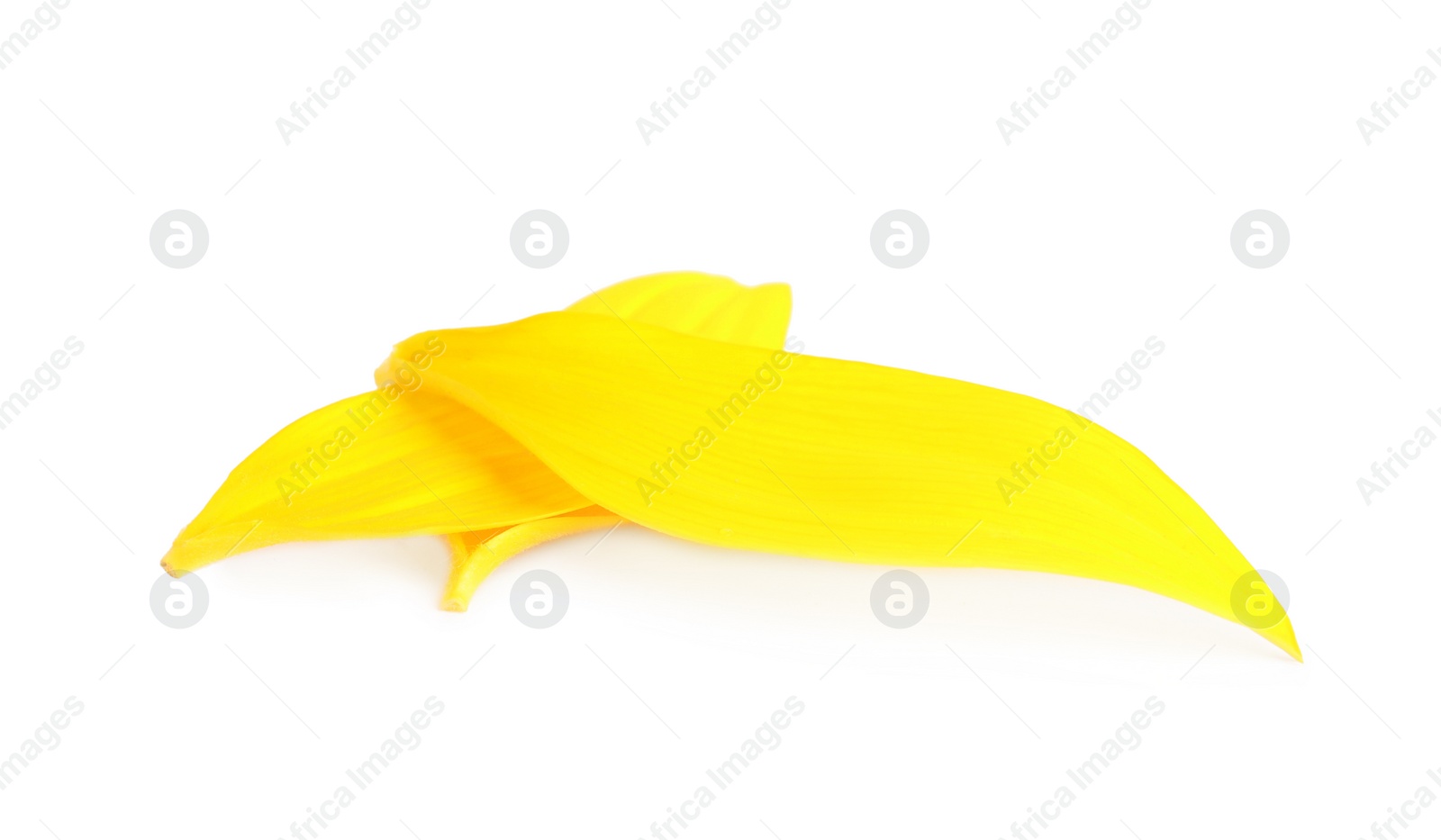 Photo of Fresh yellow sunflower petals isolated on white