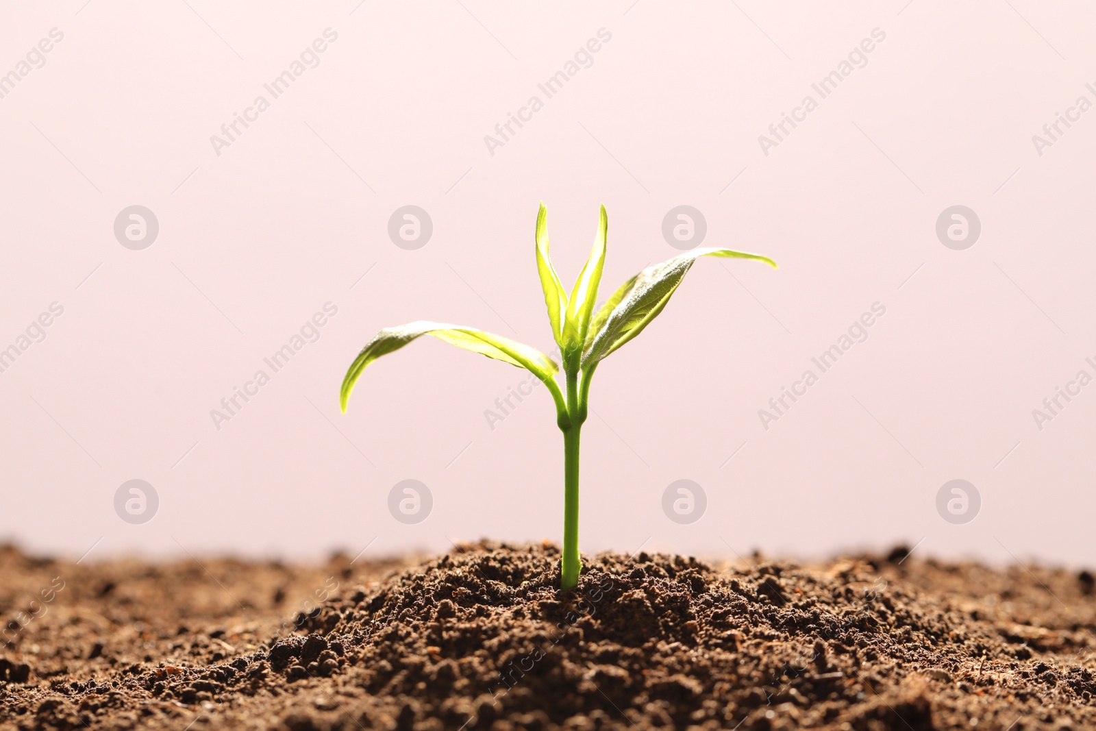 Photo of Young seedling in fertile soil on color background