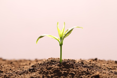 Photo of Young seedling in fertile soil on color background