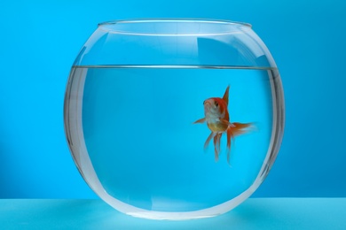 Photo of Beautiful goldfish in round aquarium on blue background