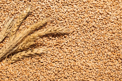 Photo of Ears of wheat on grains, top view