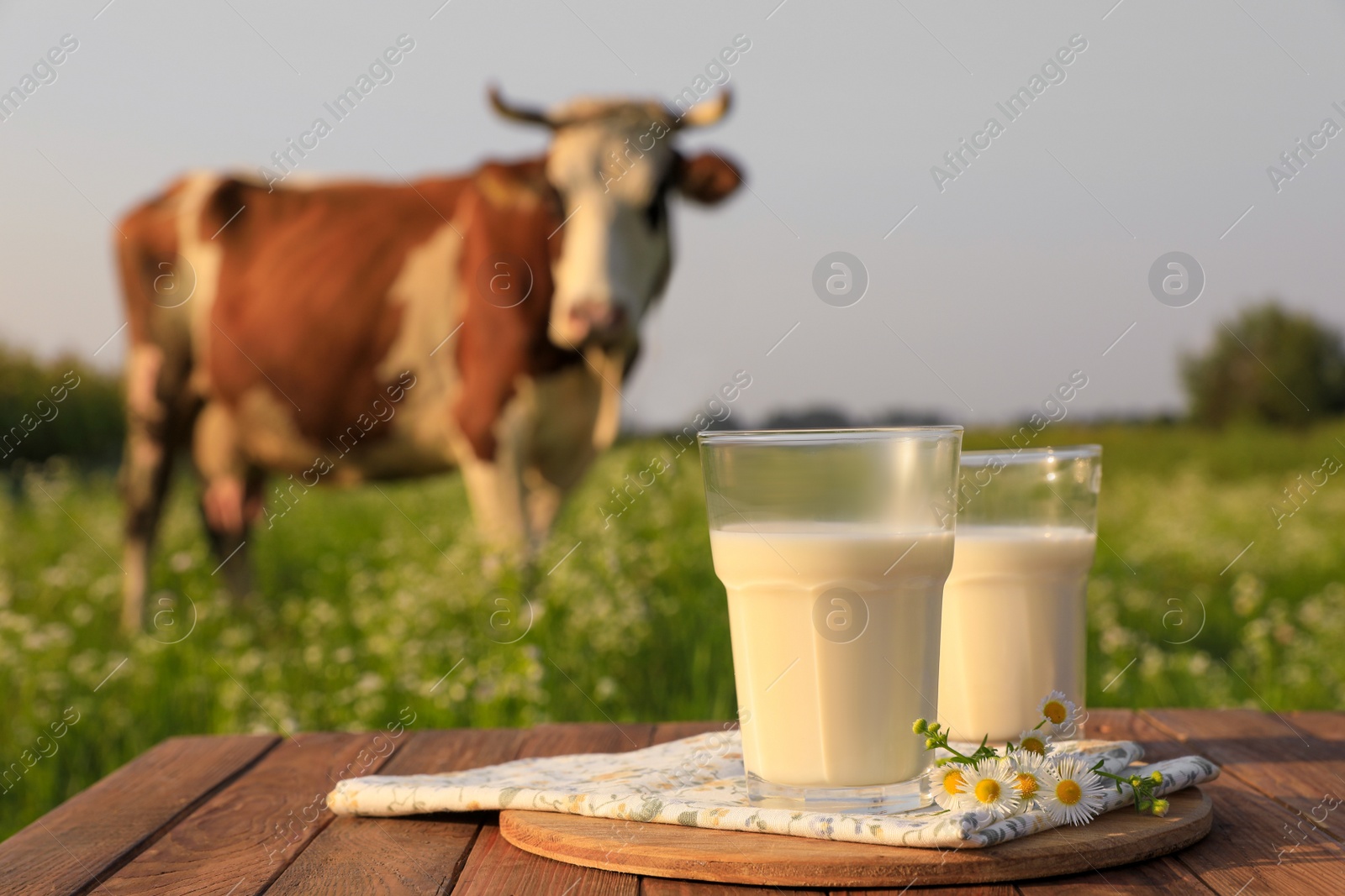 Photo of Milk with camomiles on wooden table and cow grazing in meadow