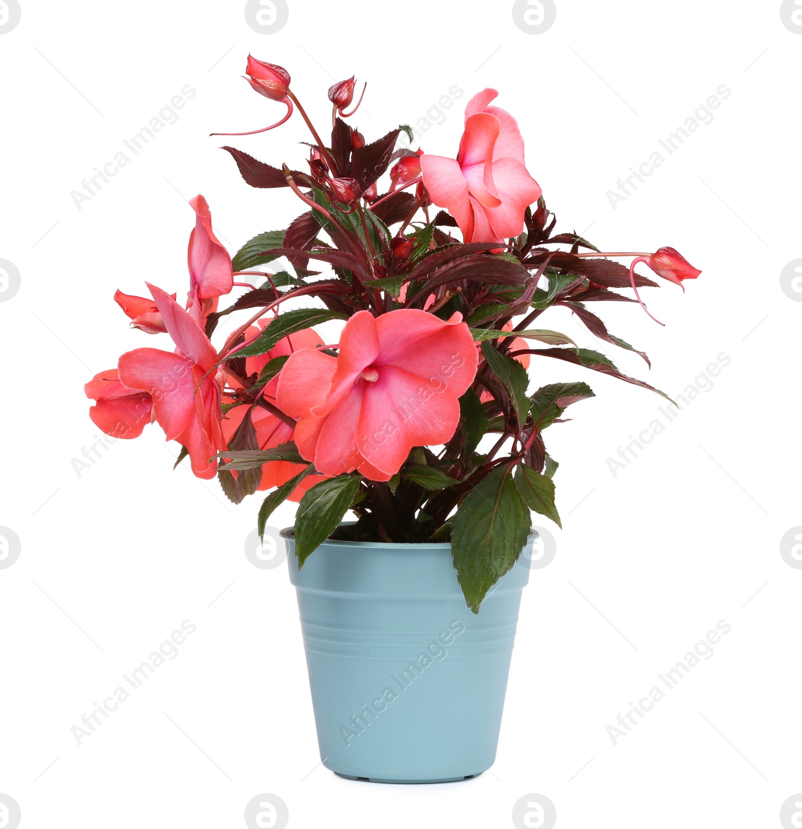 Photo of Impatiens flower in light blue pot isolated on white