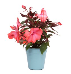 Photo of Impatiens flower in light blue pot isolated on white