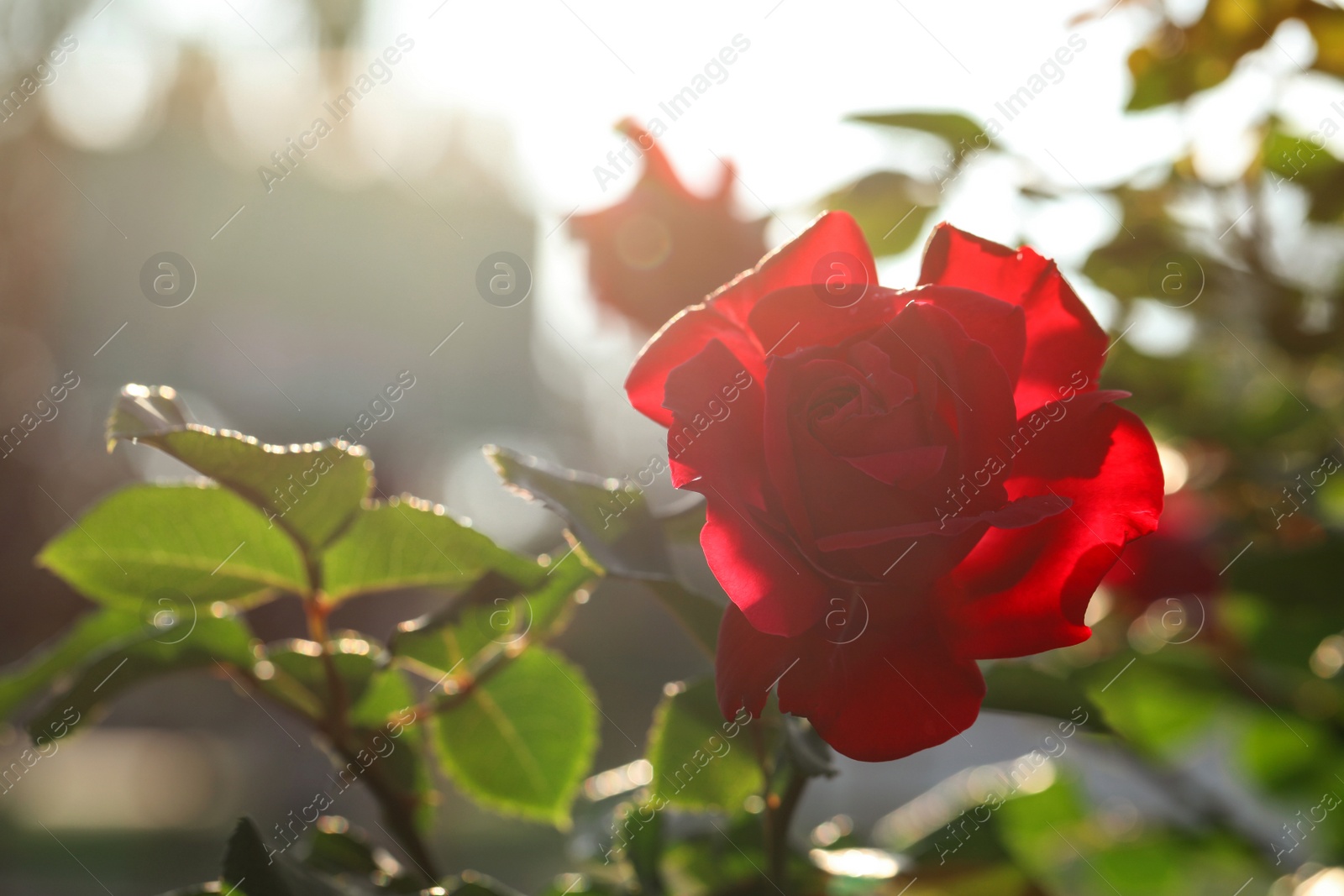 Photo of Beautiful blooming rose in garden on sunny day, space for text