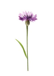 Beautiful purple cornflower isolated on white. Meadow plant