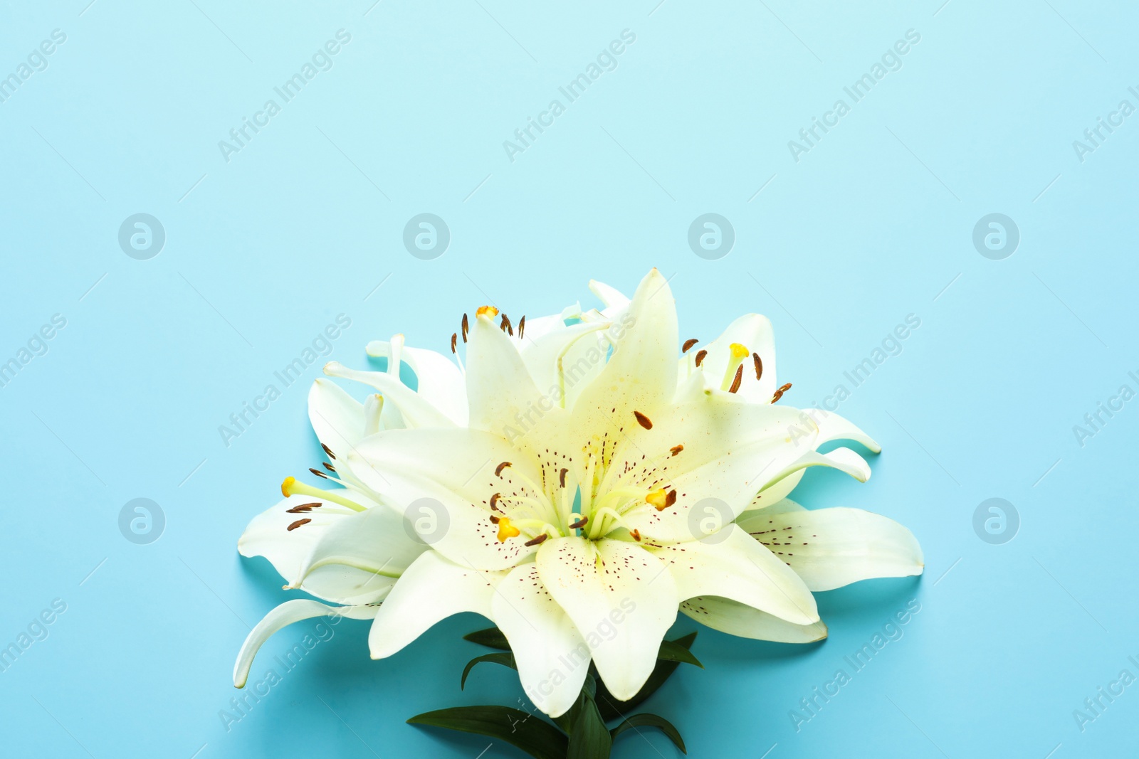 Photo of Composition with beautiful blooming lily flowers on color background