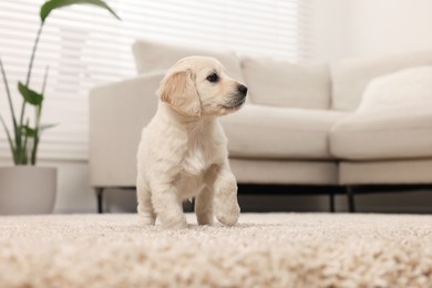 Photo of Cute little puppy on beige carpet at home