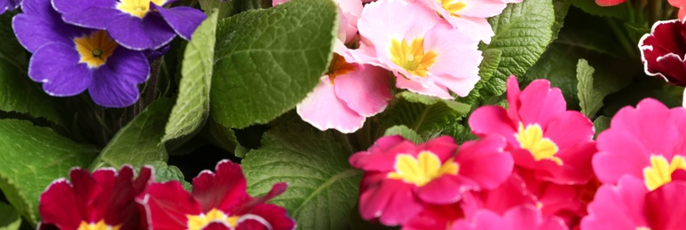 Beautiful spring primula (primrose) plants with colorful flowers as background, closeup. Banner design
