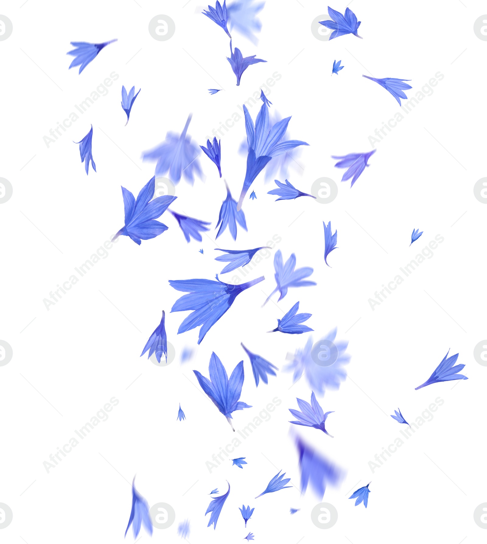 Image of Beautiful tender blue cornflower petals flying on white background