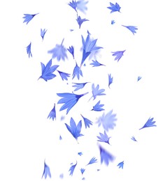 Image of Beautiful tender blue cornflower petals flying on white background