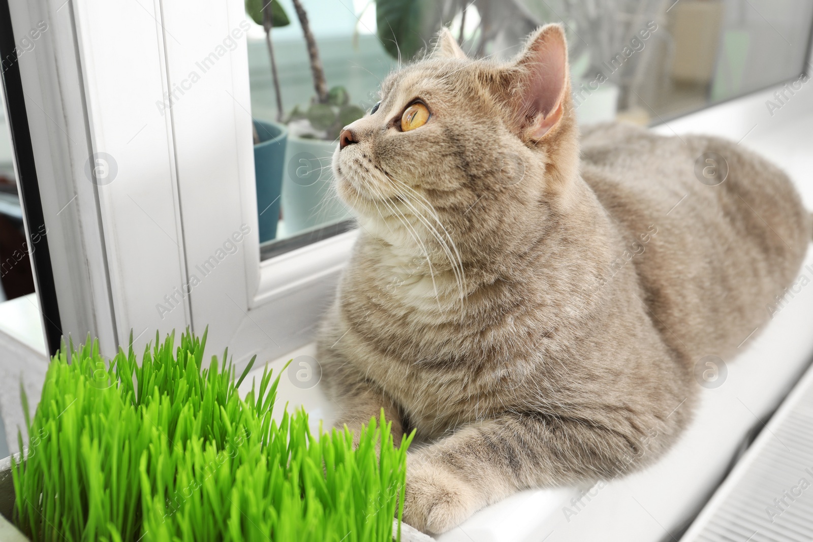 Photo of Cute cat near fresh green grass on windowsill indoors