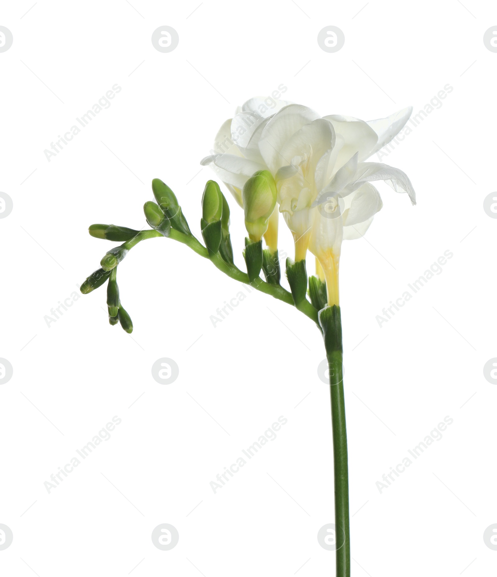 Photo of Beautiful freesia flower with tender petals isolated on white