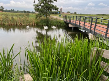 Photo of Beautiful view of swans on river, reeds and cloudy sky