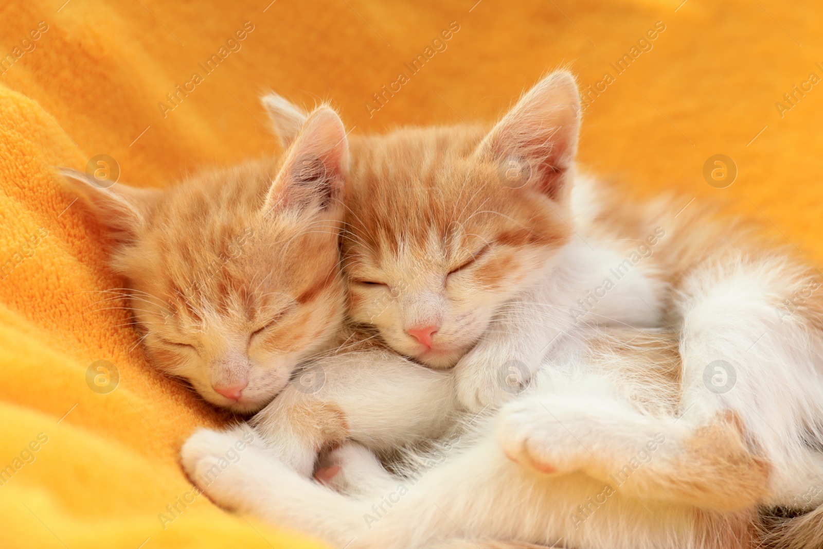Photo of Cute little red kittens sleeping on yellow blanket