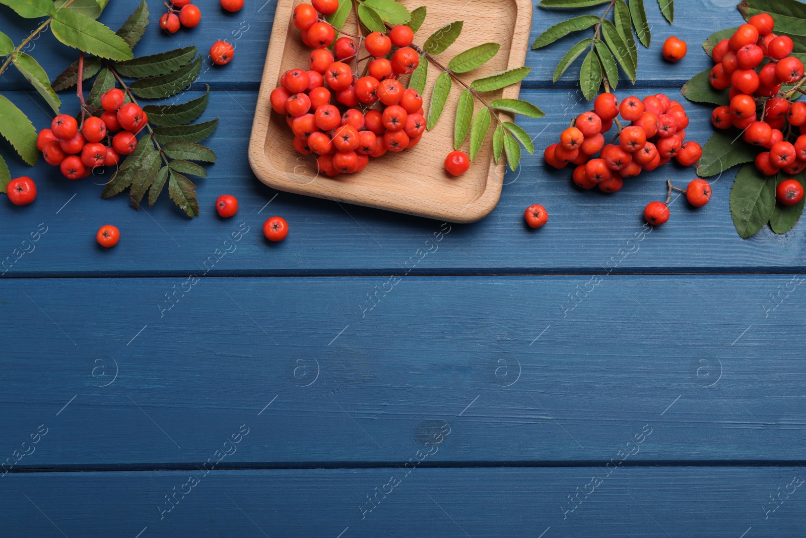 Photo of Fresh ripe rowan berries and leaves on blue wooden table, flat lay. Space for text