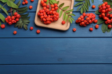 Fresh ripe rowan berries and leaves on blue wooden table, flat lay. Space for text