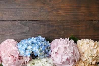 Beautiful hydrangea flowers on wooden background, top view. Space for text