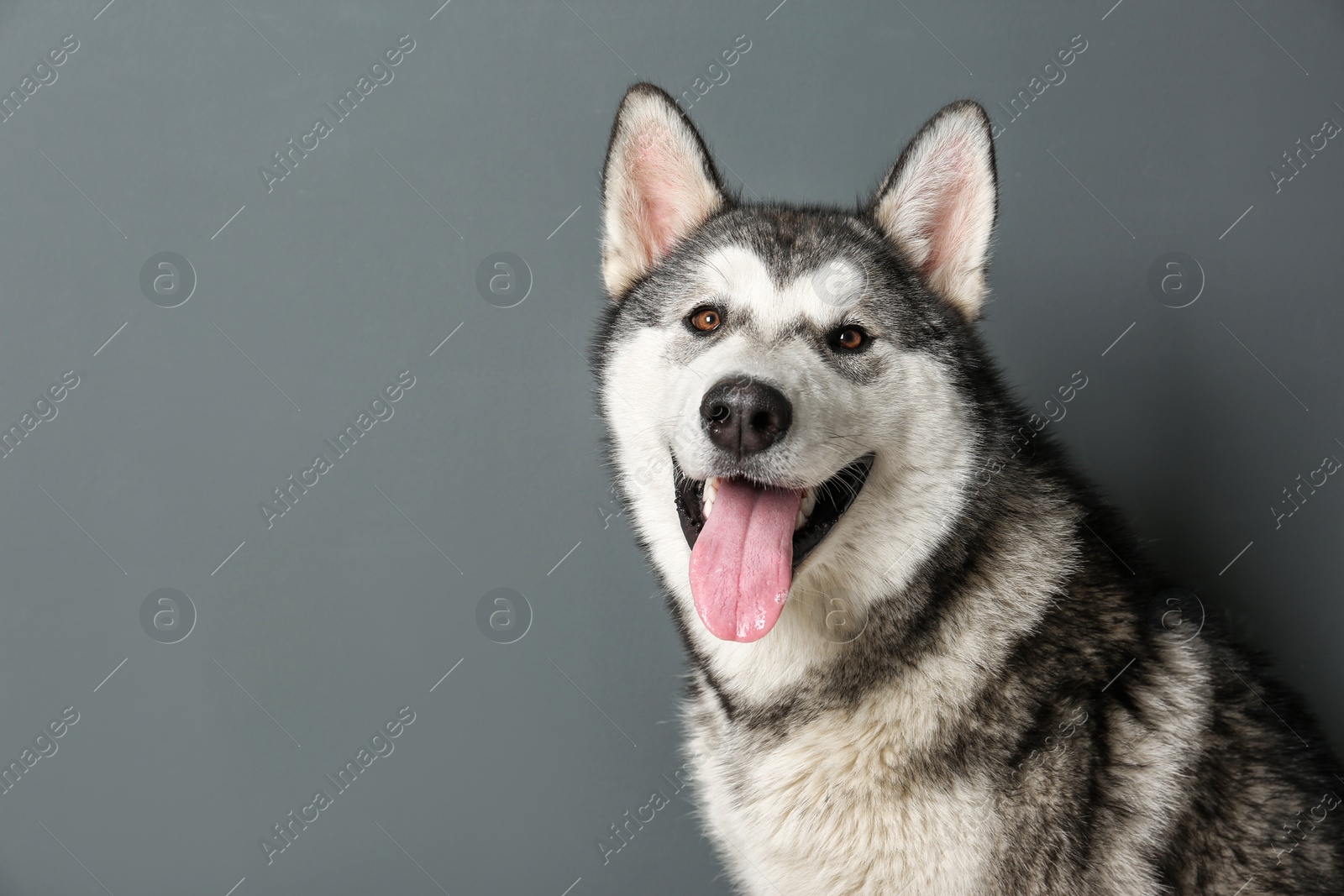 Photo of Cute Alaskan Malamute dog on gray background