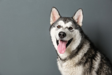 Photo of Cute Alaskan Malamute dog on gray background