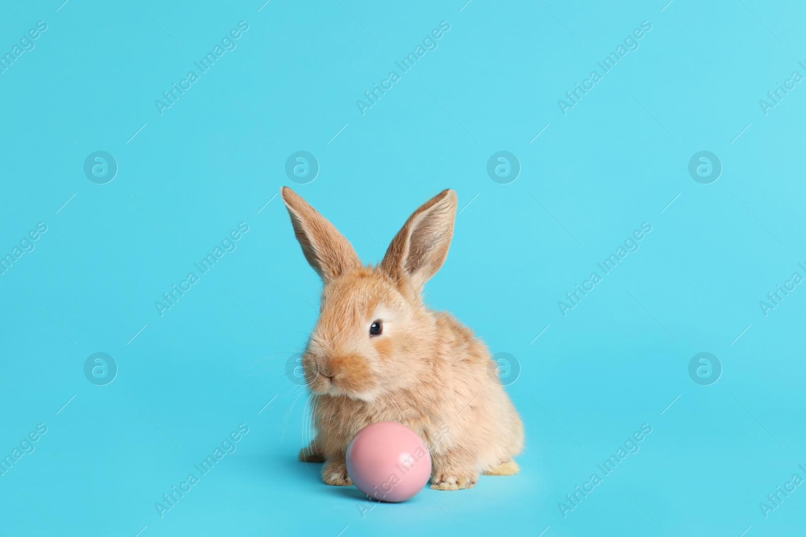 Photo of Adorable furry Easter bunny and dyed egg on color background