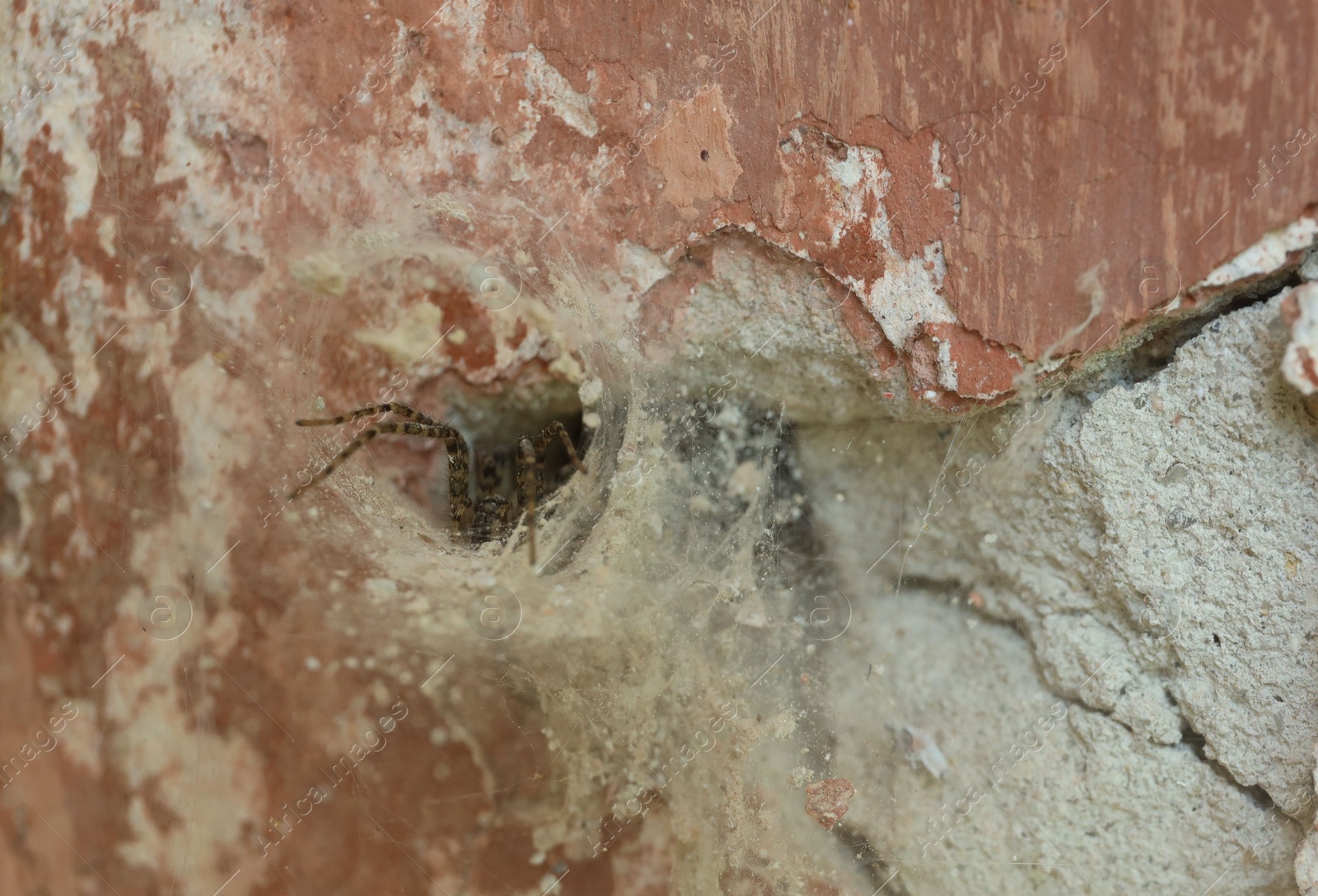 Photo of Cobweb and spider on old building outdoors, closeup