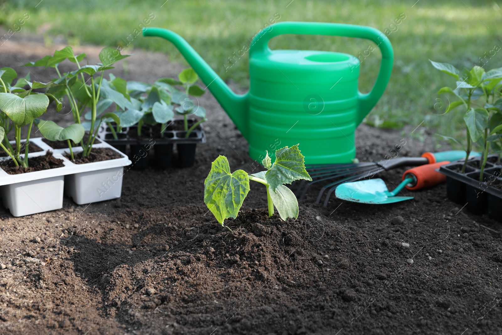 Photo of Young seedlings in ground, watering can, rake and shovel outdoors