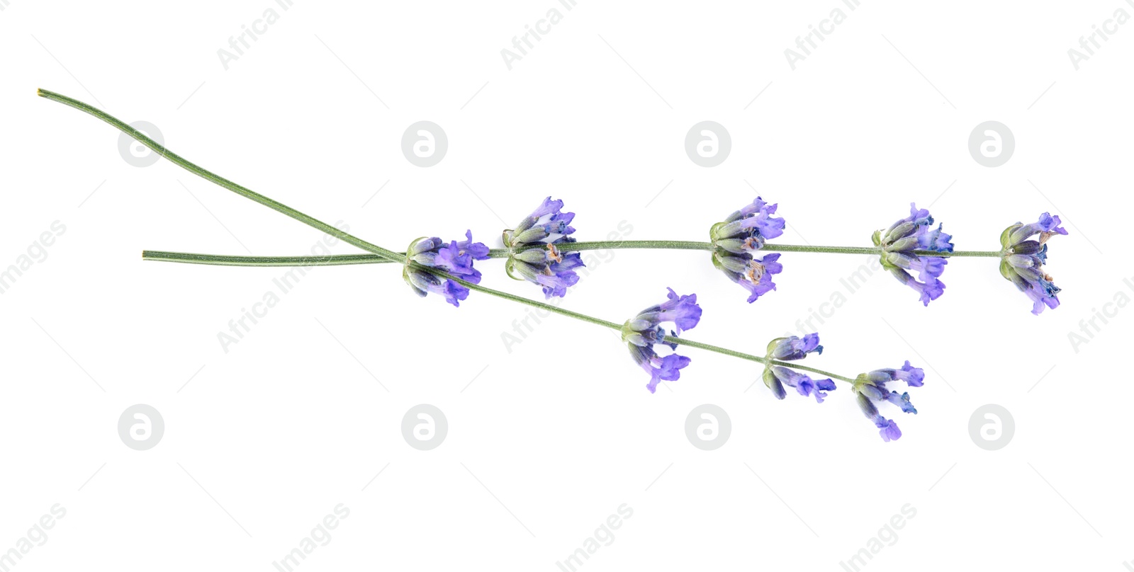 Photo of Beautiful tender lavender flowers on white background, top view