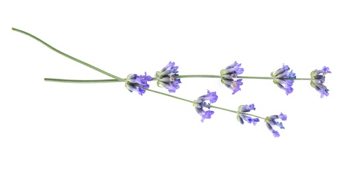 Photo of Beautiful tender lavender flowers on white background, top view