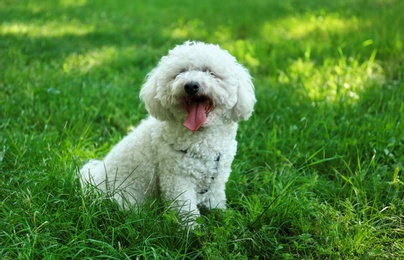 Photo of Cute fluffy Bichon Frise dog on green grass in park