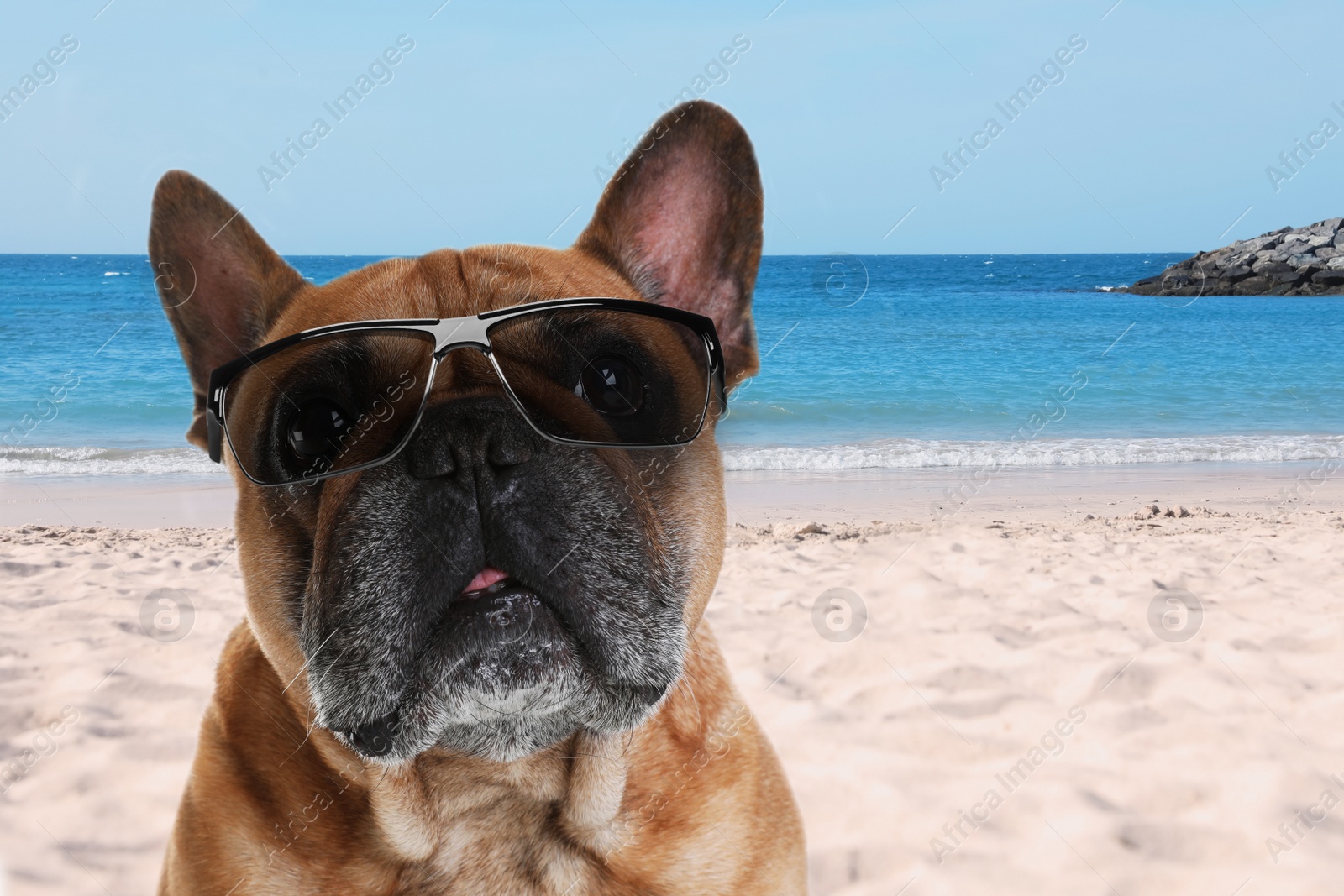 Image of Cute French bulldog with sunglasses on sunny beach