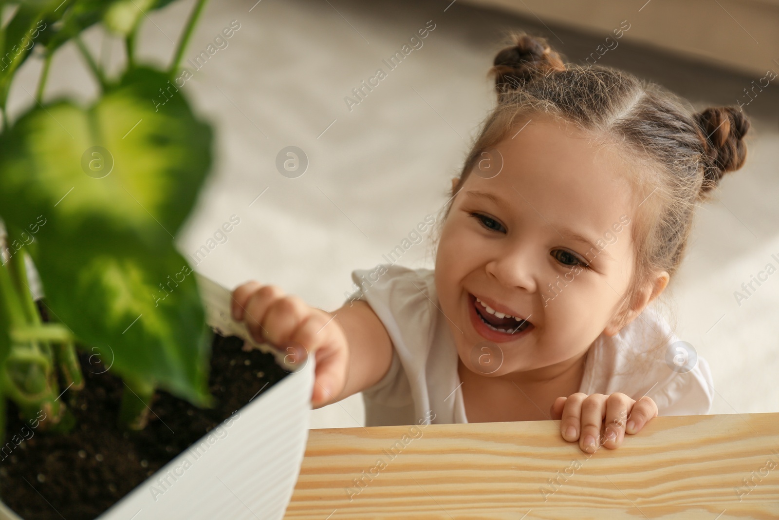 Photo of Little girl playing with houseplant at home