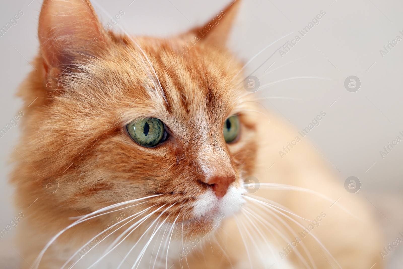 Photo of Cute ginger cat on beige background, closeup